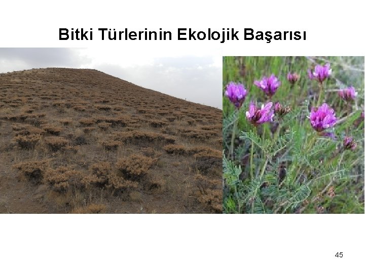 Bitki Türlerinin Ekolojik Başarısı 45 