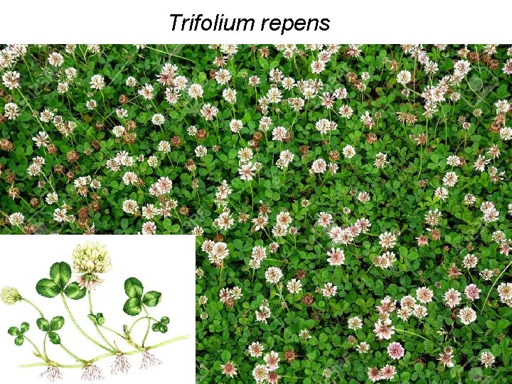 Trifolium repens 49 