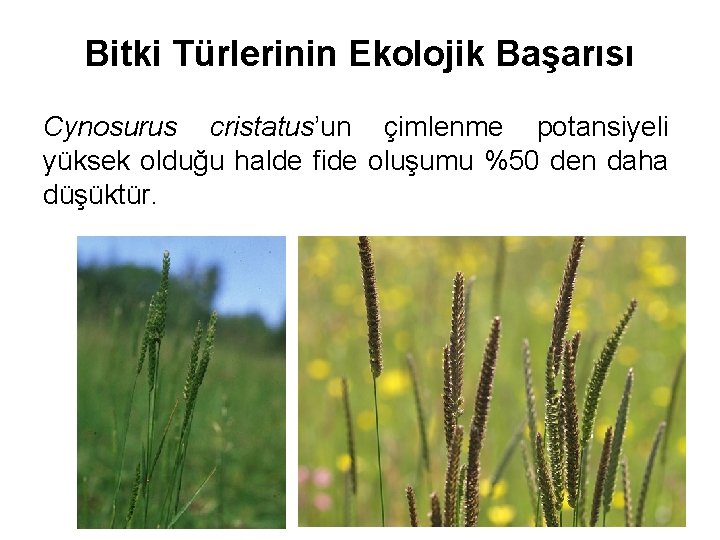 Bitki Türlerinin Ekolojik Başarısı Cynosurus cristatus’un çimlenme potansiyeli yüksek olduğu halde fide oluşumu %50