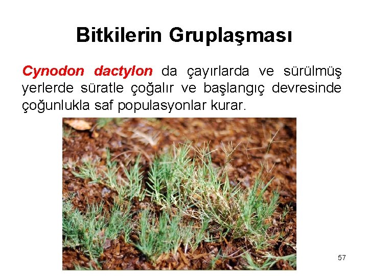 Bitkilerin Gruplaşması Cynodon dactylon da çayırlarda ve sürülmüş yerlerde süratle çoğalır ve başlangıç devresinde