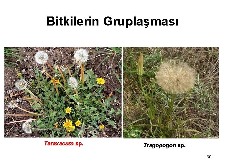 Bitkilerin Gruplaşması Taraxacum sp. Tragopogon sp. 60 