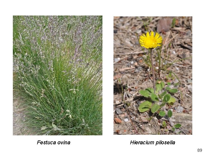 Festuca ovina Hieracium pilosella 89 