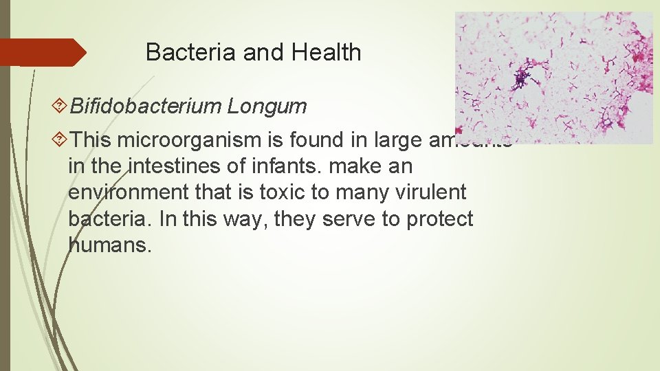 Bacteria and Health Bifidobacterium Longum This microorganism is found in large amounts in the