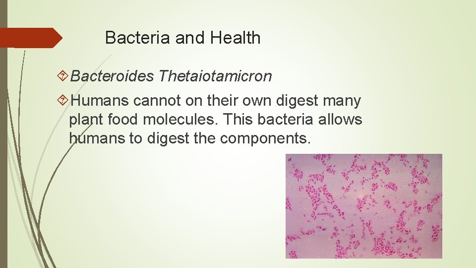 Bacteria and Health Bacteroides Thetaiotamicron Humans cannot on their own digest many plant food