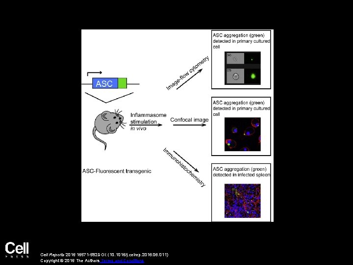 Cell Reports 2016 16571 -582 DOI: (10. 1016/j. celrep. 2016. 011) Copyright © 2016