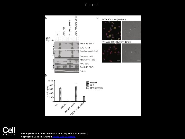 Figure 1 Cell Reports 2016 16571 -582 DOI: (10. 1016/j. celrep. 2016. 011) Copyright
