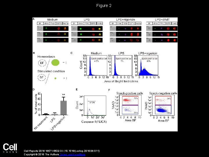 Figure 2 Cell Reports 2016 16571 -582 DOI: (10. 1016/j. celrep. 2016. 011) Copyright