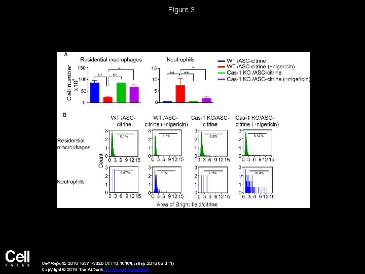 Figure 3 Cell Reports 2016 16571 -582 DOI: (10. 1016/j. celrep. 2016. 011) Copyright