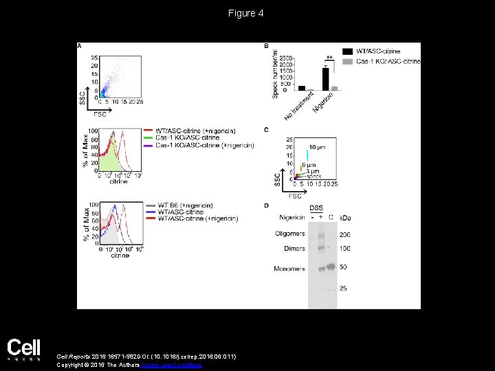 Figure 4 Cell Reports 2016 16571 -582 DOI: (10. 1016/j. celrep. 2016. 011) Copyright