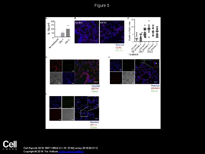 Figure 5 Cell Reports 2016 16571 -582 DOI: (10. 1016/j. celrep. 2016. 011) Copyright