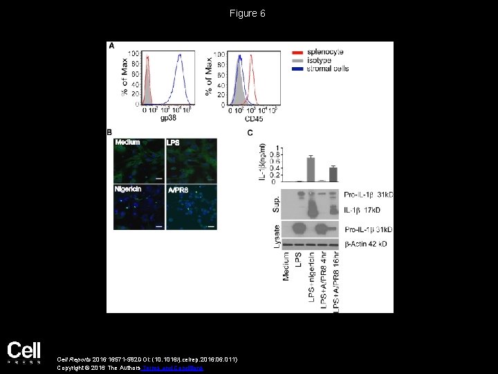 Figure 6 Cell Reports 2016 16571 -582 DOI: (10. 1016/j. celrep. 2016. 011) Copyright