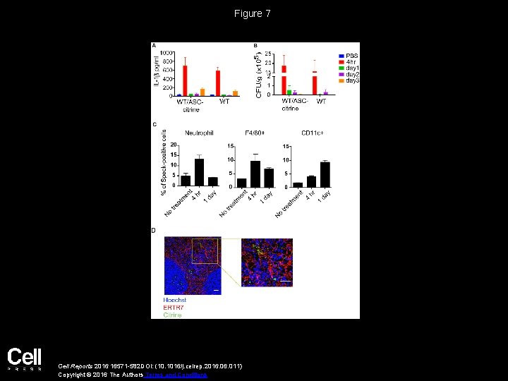 Figure 7 Cell Reports 2016 16571 -582 DOI: (10. 1016/j. celrep. 2016. 011) Copyright