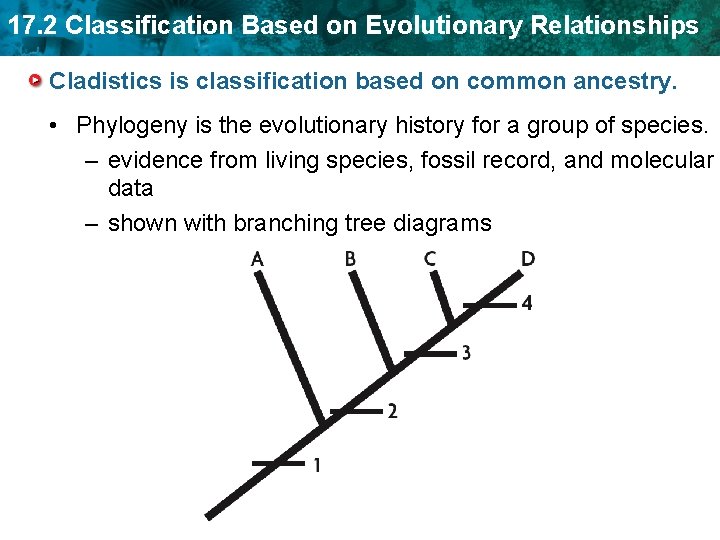 17. 2 Classification Based on Evolutionary Relationships Cladistics is classification based on common ancestry.