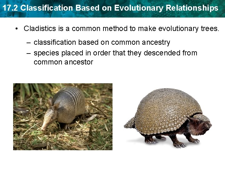17. 2 Classification Based on Evolutionary Relationships • Cladistics is a common method to