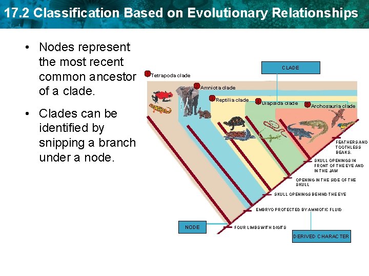 17. 2 Classification Based on Evolutionary Relationships • Nodes represent the most recent common