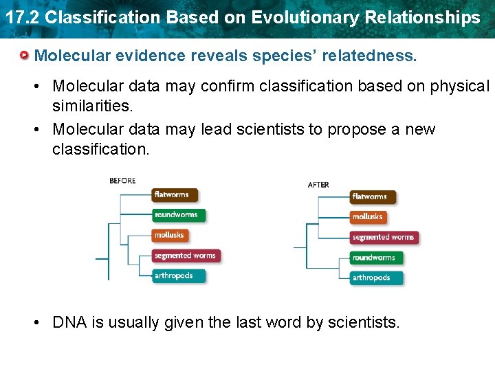 17. 2 Classification Based on Evolutionary Relationships Molecular evidence reveals species’ relatedness. • Molecular