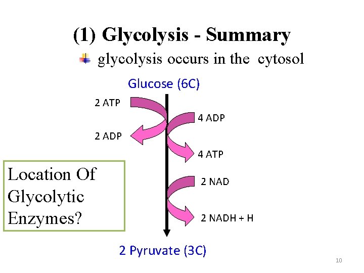 (1) Glycolysis - Summary glycolysis occurs in the cytosol Glucose (6 C) 2 ATP