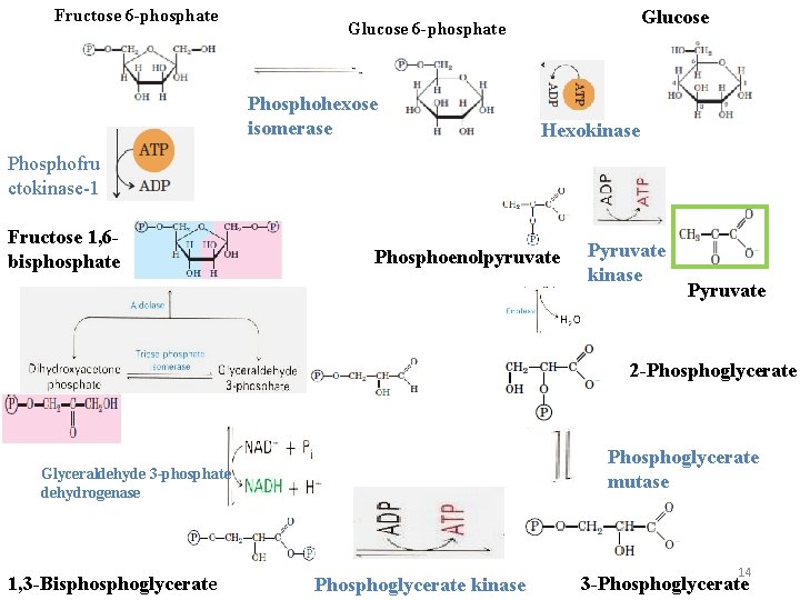 Fructose 6 -phosphate Glucose 6 -phosphate Phosphohexose isomerase Hexokinase Phosphofru ctokinase-1 Fructose 1, 6