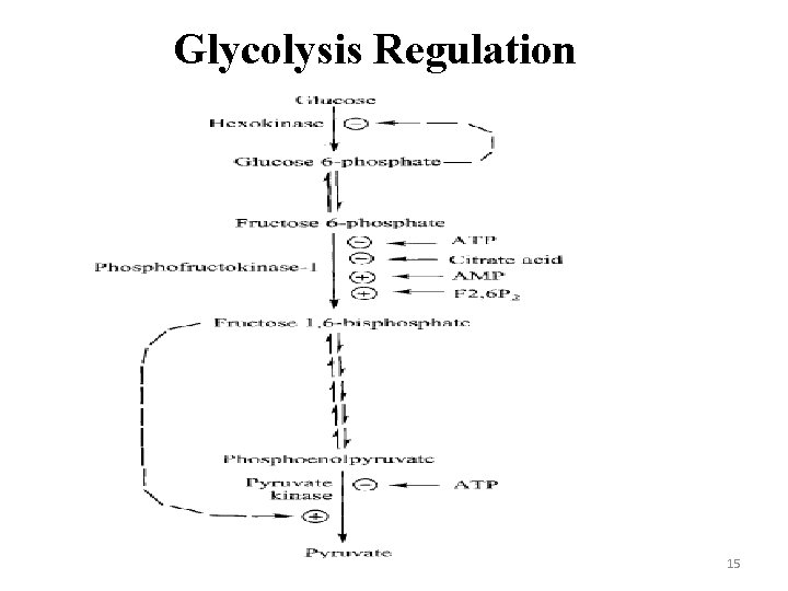 Glycolysis Regulation 15 