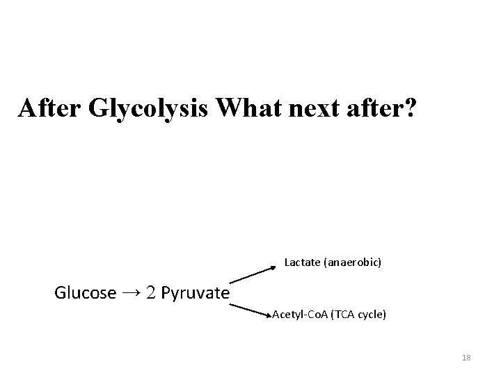After Glycolysis What next after? Lactate (anaerobic) Glucose → 2 Pyruvate Acetyl-Co. A (TCA