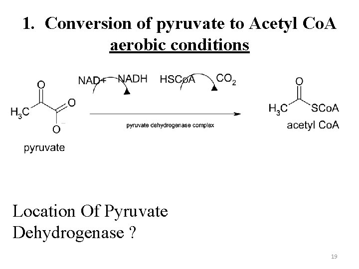 1. Conversion of pyruvate to Acetyl Co. A aerobic conditions Location Of Pyruvate Dehydrogenase