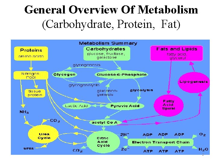 General Overview Of Metabolism (Carbohydrate, Protein, Fat) 2 