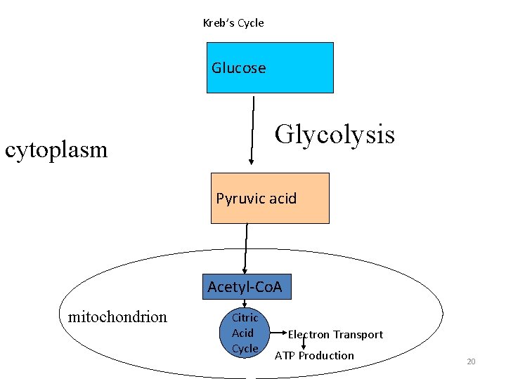 Kreb’s Cycle Glucose Glycolysis cytoplasm Pyruvic acid Acetyl-Co. A mitochondrion Citric Acid Cycle Electron