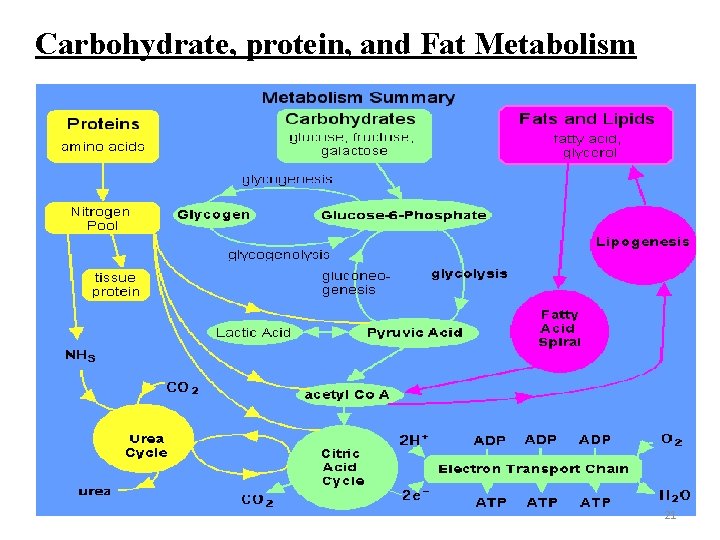 Carbohydrate, protein, and Fat Metabolism 21 
