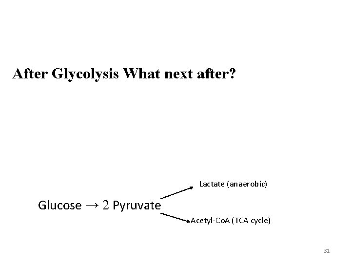 After Glycolysis What next after? Lactate (anaerobic) Glucose → 2 Pyruvate Acetyl-Co. A (TCA