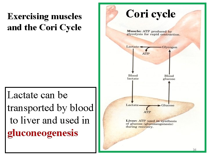 Exercising muscles and the Cori Cycle Cori cycle Lactate can be transported by blood