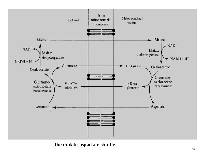 The malate-aspartate shuttle. 37 