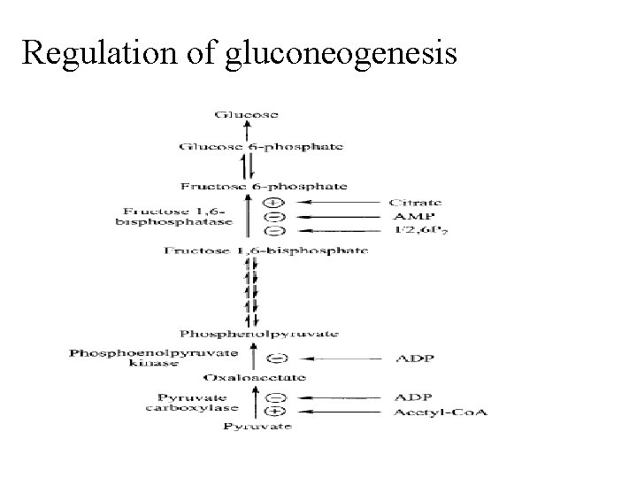 Regulation of gluconeogenesis 