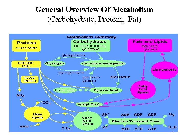 General Overview Of Metabolism (Carbohydrate, Protein, Fat) 8 