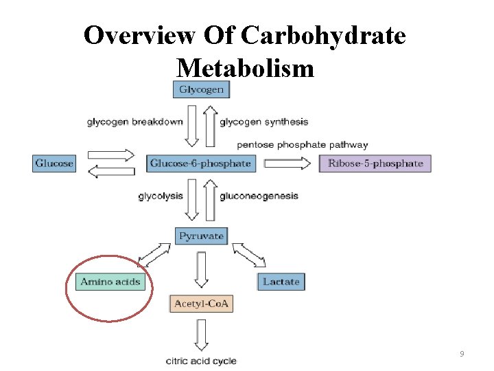 Overview Of Carbohydrate Metabolism 9 