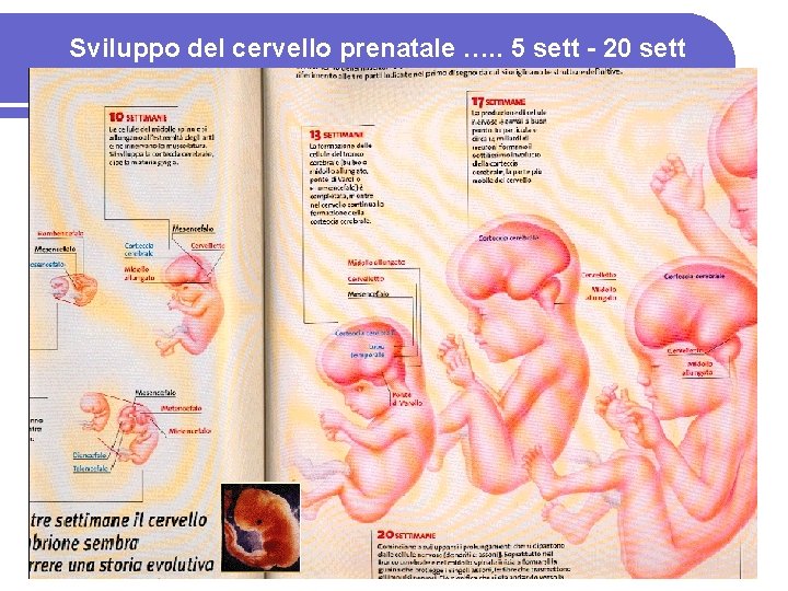 Sviluppo del cervello prenatale …. . 5 sett - 20 sett 4 