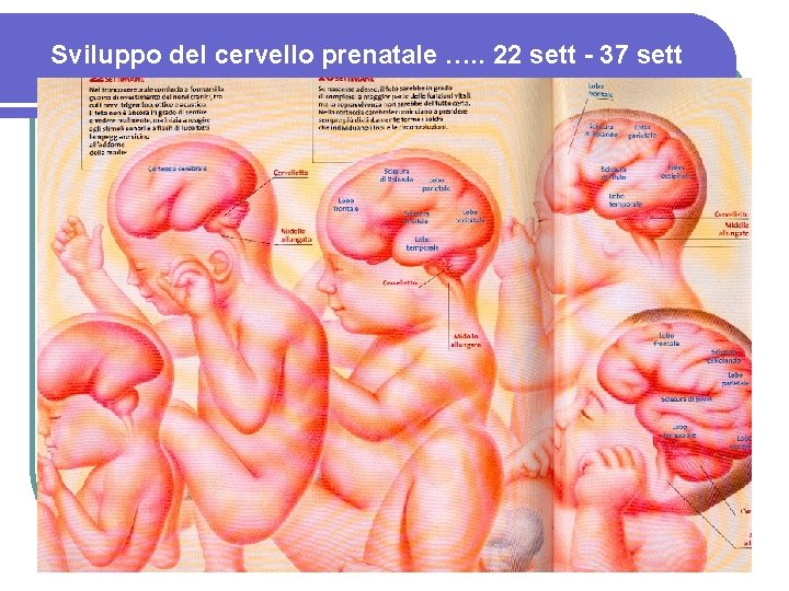 Sviluppo del cervello prenatale …. . 22 sett - 37 sett 5 