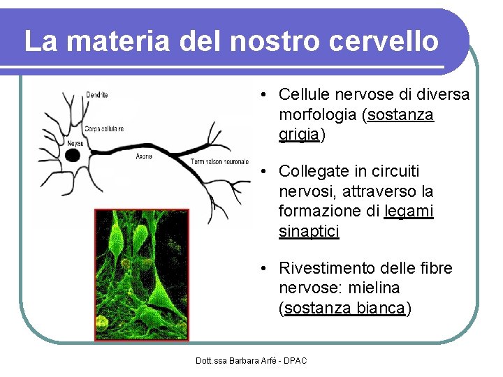 La materia del nostro cervello • Cellule nervose di diversa morfologia (sostanza grigia) •