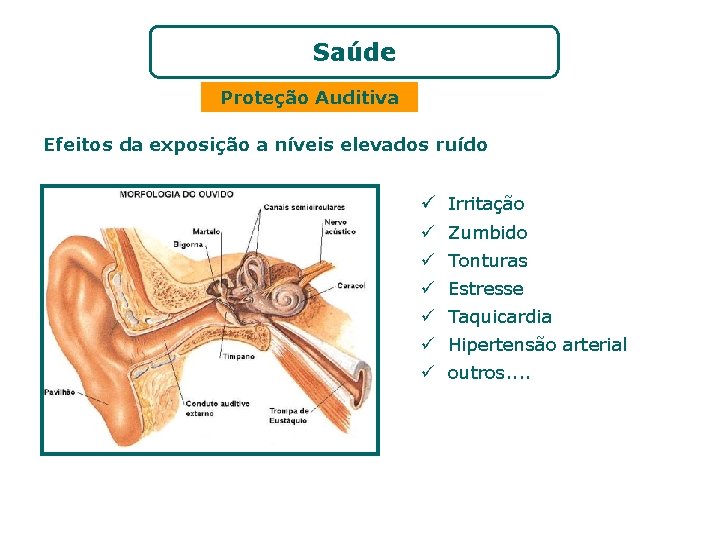 Saúde Proteção Auditiva Efeitos da exposição a níveis elevados ruído ü Irritação ü Zumbido