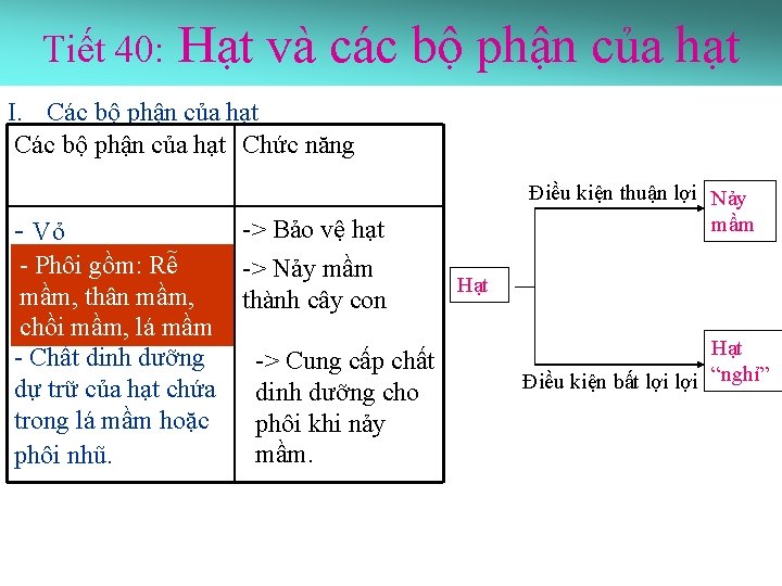 Tiết 40: Hạt và các bộ phận của hạt I. Các bộ phận của