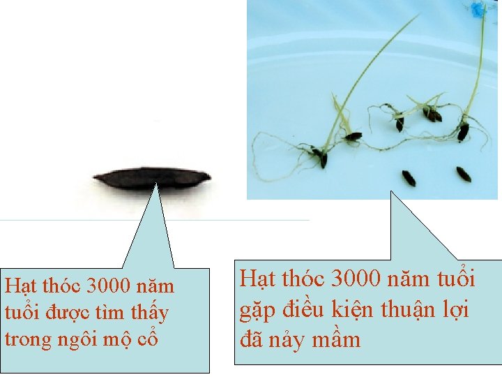 Hạt thóc 3000 năm tuổi được tìm thấy trong ngôi mộ cổ Hạt thóc