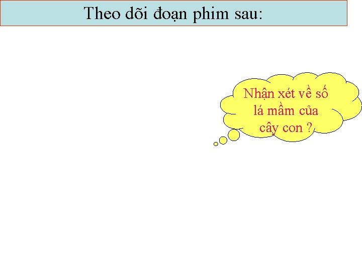 Theo dõi đoạn phim sau: Nhận xét về số lá mầm của cây con