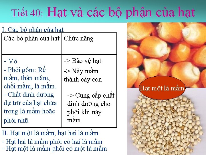 Tiết 40: Hạt và các bộ phận của hạt I. Các bộ phận của