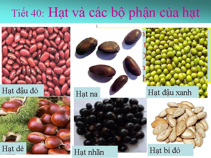 Tiết 40: Hạt và các bộ phận của hạt I. Các bộ phận của