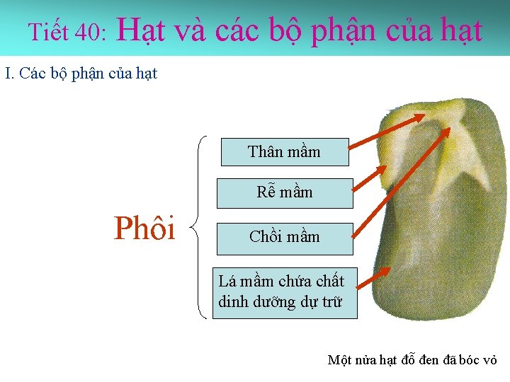 Tiết 40: Hạt và các bộ phận của hạt I. Các bộ phận của