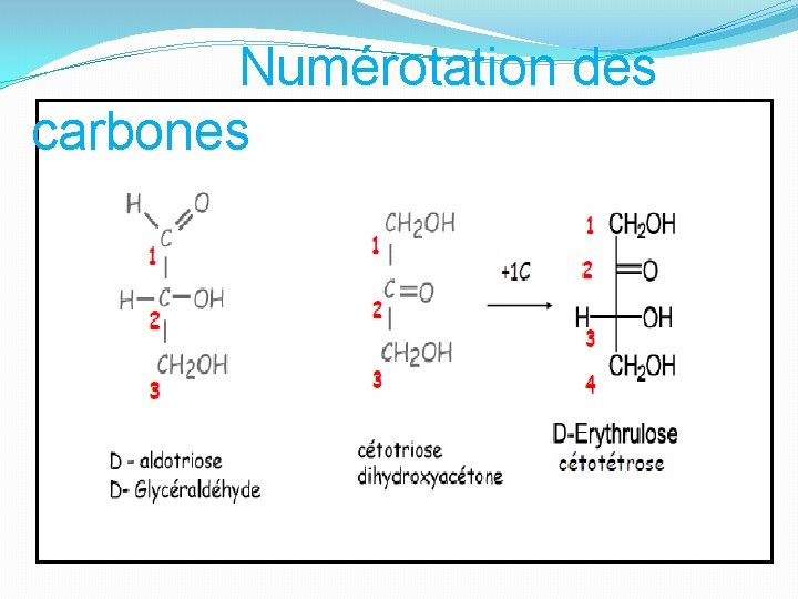 Numérotation des carbones 