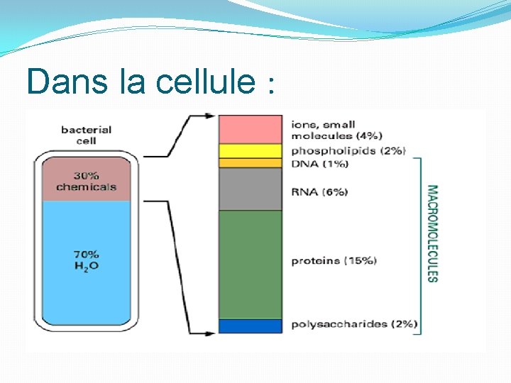 Dans la cellule : 