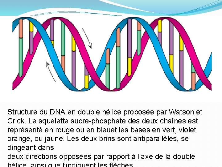 Structure du DNA en double hélice proposée par Watson et Crick. Le squelette sucre-phosphate