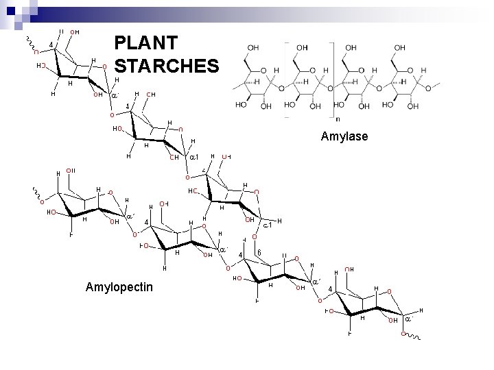 PLANT STARCHES Amylase Amylopectin 