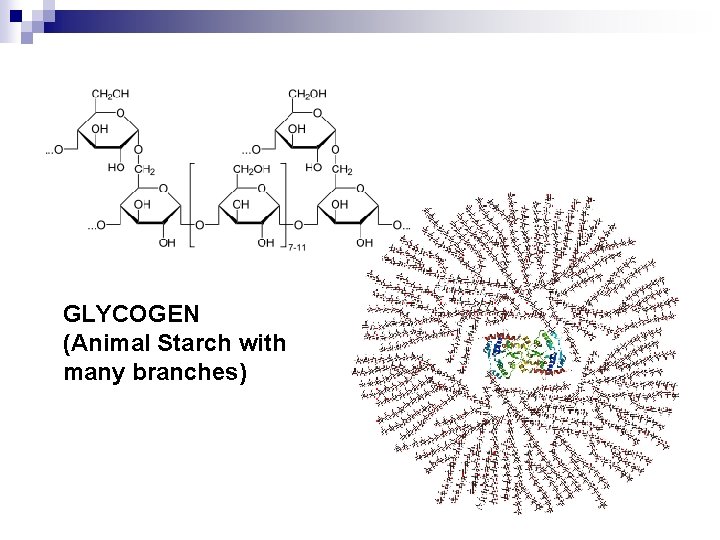 GLYCOGEN (Animal Starch with many branches) 