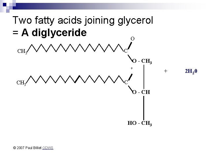 Two fatty acids joining glycerol = A diglyceride O CH 3 C O -
